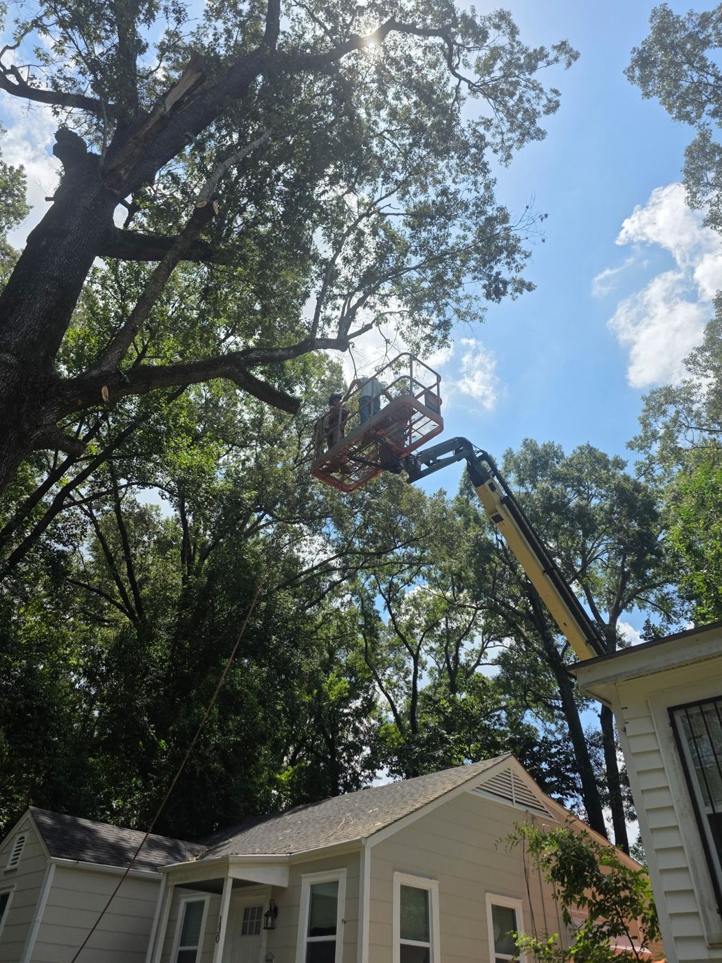 Crane assisting with a large tree removal in Mississippi
