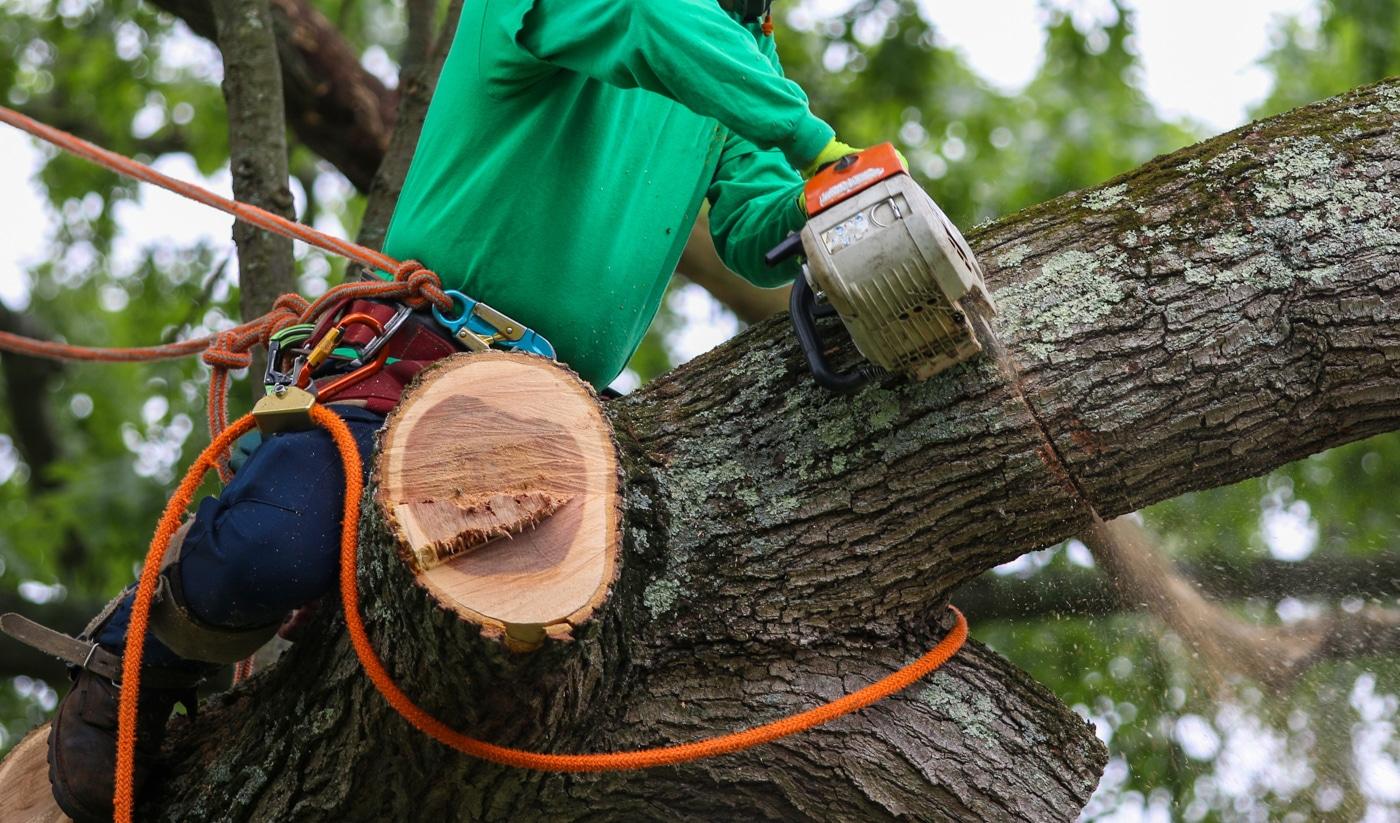 PLM crew member cutting a tree limb with a chainsaw