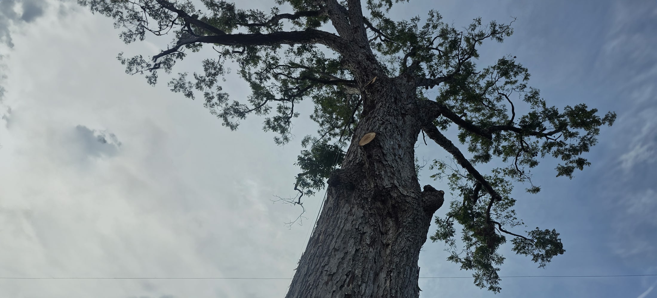 Looking up the trunk of a tall tree with freshly trimmed limbs against a cloudy sky