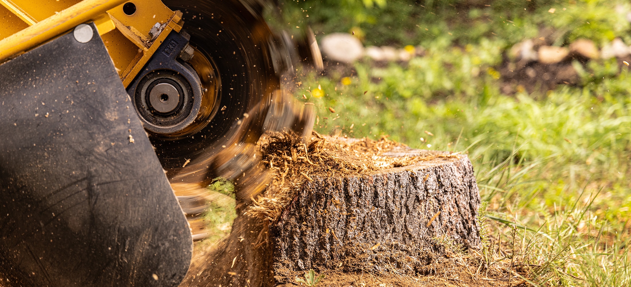 Stump grinder wheel chipping a tree stump below ground level
